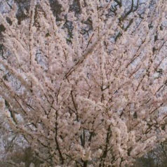 Blooms: Transplant