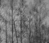 Juxtaposed: GRAY GARDEN