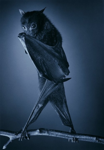 Tim Flach