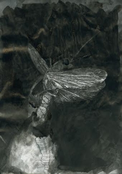 SWING: Framing Fireflies