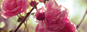 Ruby; Richer in Roses, Richer from Rebellion