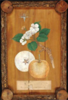 Flora Japonica