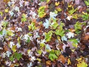 Winter Warmers