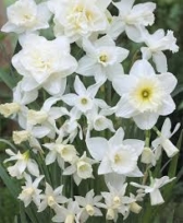 He’s the white flower Man!