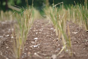 Work; Rooted in the UK.