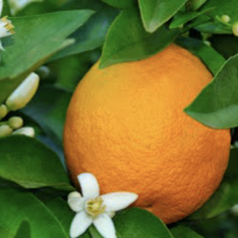 Frame: Oud & Orange Blossom