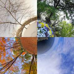 Barebones: Capturing the Essence of Nature at Home