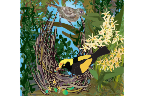 The Magic of Bowerbirds