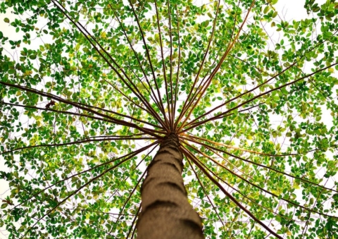 ROOTS; Giving back to the earth