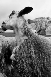 Bourgeoisie; The Wonders of Wool