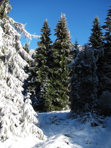 How to be more Environmentally Conscious this Christmas