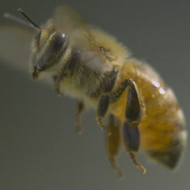 The Healing Bee
