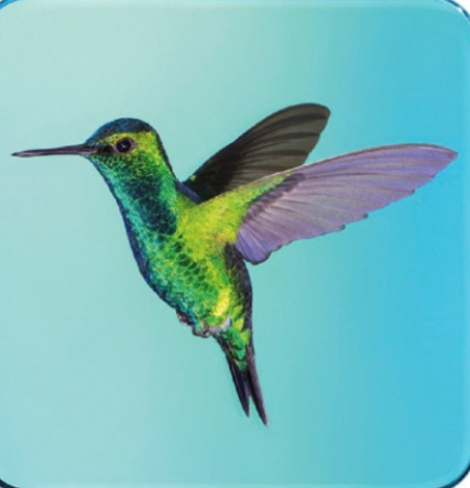 A Flight of Colour
