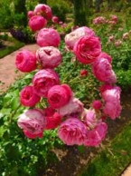 A Rose, my Forever  Heroine