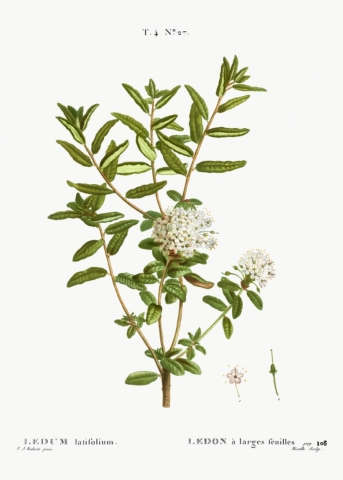 Tea-Tree-Clean
