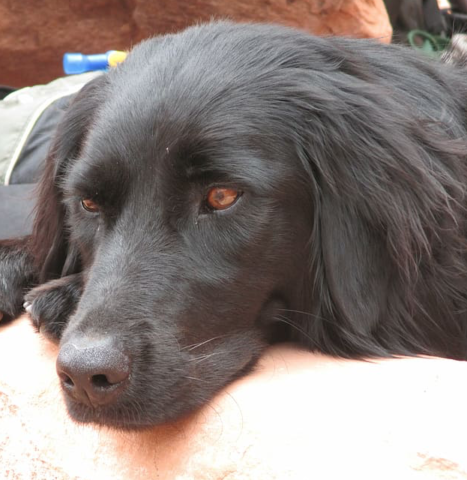 Our Four-Legged Loved Ones