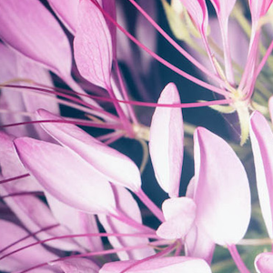 Flower Heads