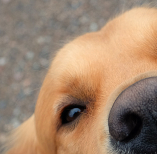 Doggie Love