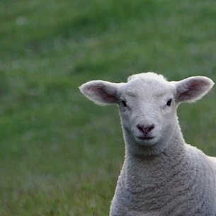 Sheep Sleep