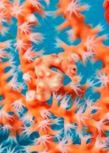 Lovely Little Creatures