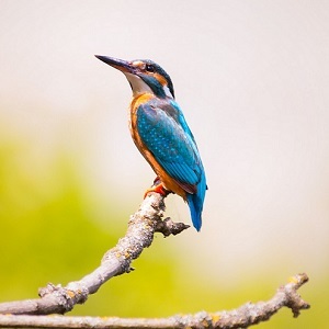 Sound Nature