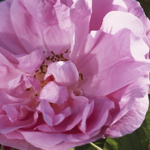 The 100 Leaf Rose