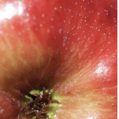 The Apple Challenge