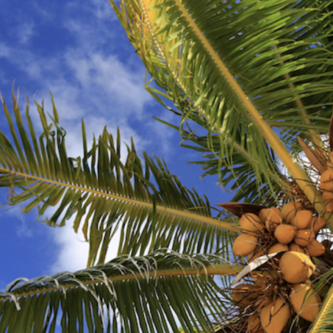 The Joy of Coconut