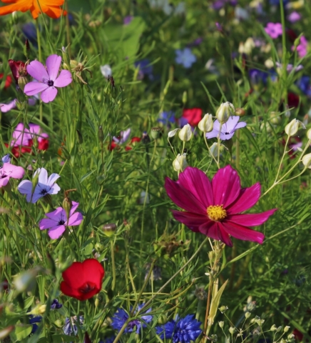 Glorious Garden