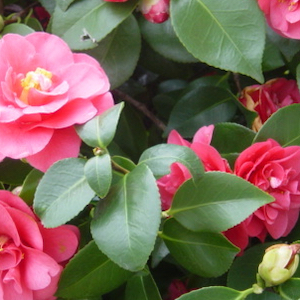 Power Flower