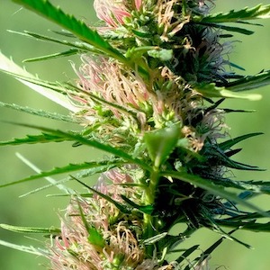Choose the Right Hemp Buds