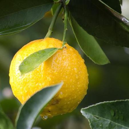 The Brightest Fruit