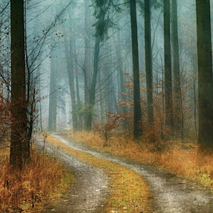 Why a Holiday in a Forest or Woods is Magical