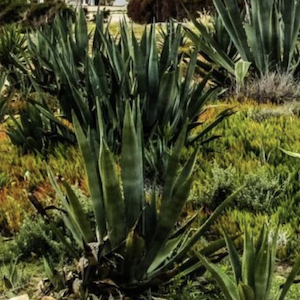 Aloe Aloe, Goodness me