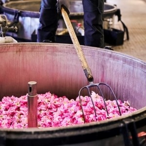 From Petal to Perfume