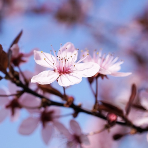 It’s Time  for  Fierce,  Fruity and Vibrant Seasonal Scent