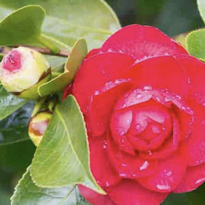 Azores Skincare; In The Jungle with Ignae