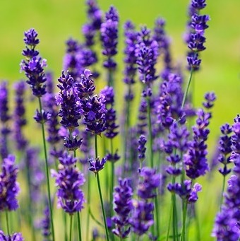 Colekt; A Scandinavian Life Lesson in Seasonal Skincare