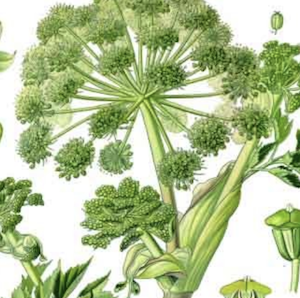 The Herb of the Angels; Green Fragrant and Delicious