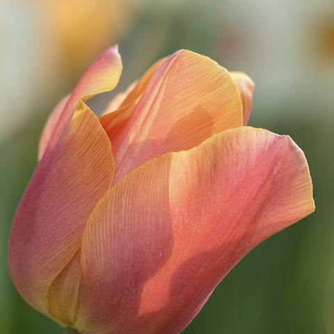 The importance of the positioning of your garden
