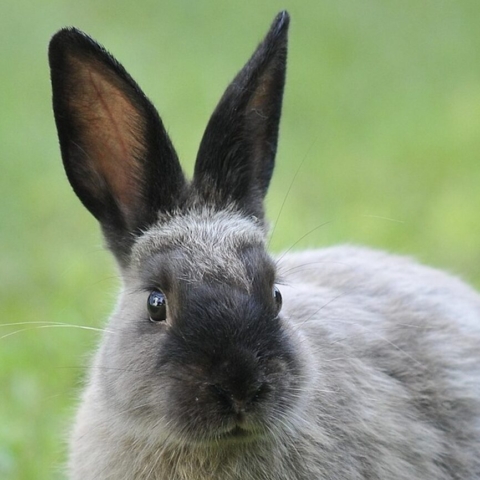How Animals Enhance Your Emotional Wellbeing