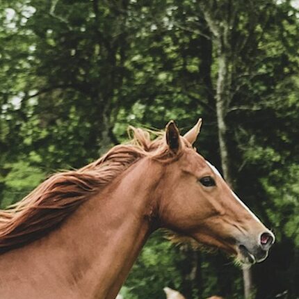The Big Winners From Royal Ascot 2024