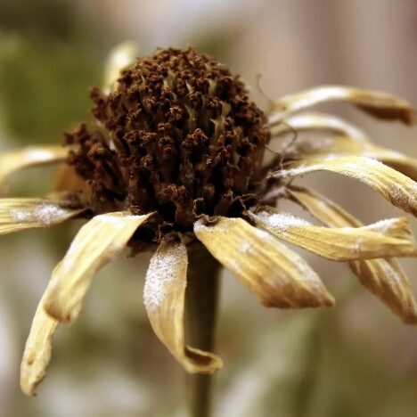 Love Brown Flowers Not Just for Autumn