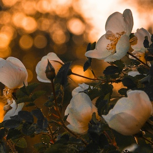 The Smell of a Lifetime: Longing for Hope and Melody