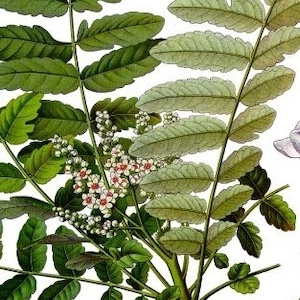 Beautiful Ancient Alchemy and Mysticism In The Art Of Perfumery